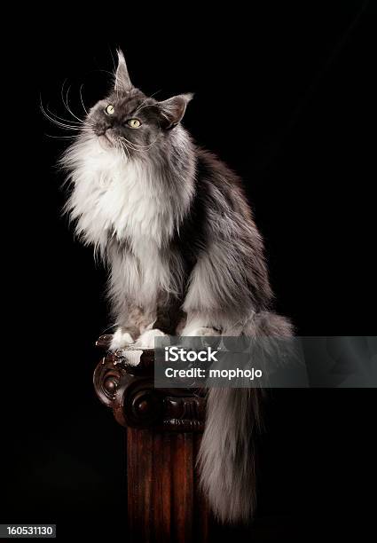 Smokey Maine Coon Stock Photo - Download Image Now - Domestic Cat, Pedestal, Black Background