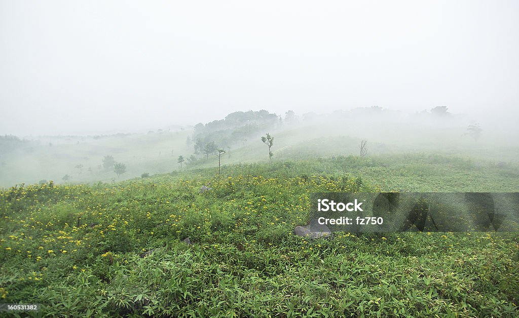 Campo coberto com névoa - Foto de stock de Campo royalty-free