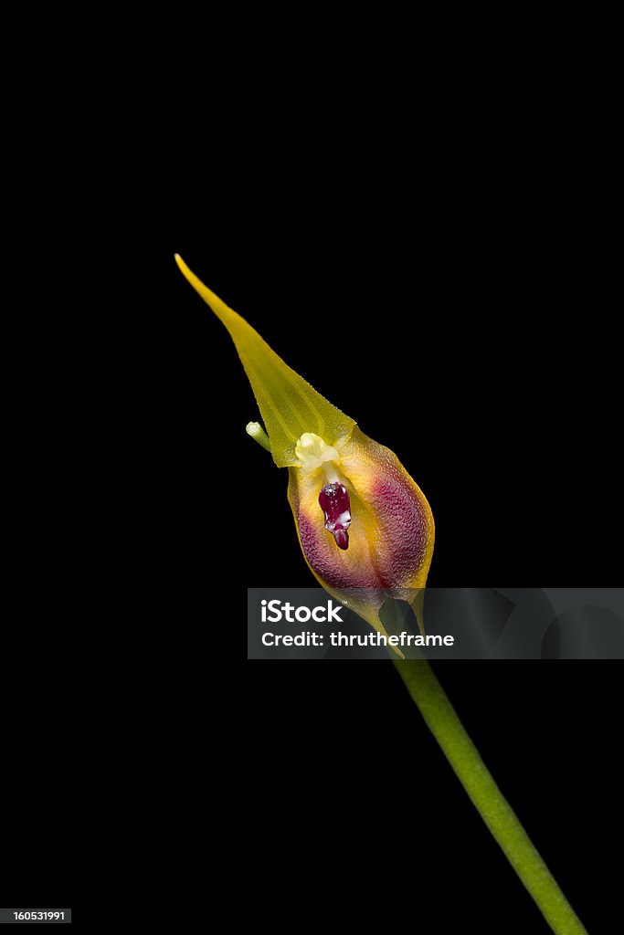 Orchid Spezies Masdevallia Pinocchio - Lizenzfrei Bildschärfe Stock-Foto