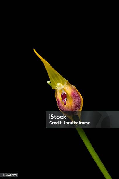 Orchid Spezies Masdevallia Pinocchio Stockfoto und mehr Bilder von Bildschärfe - Bildschärfe, Botanik, Einzelne Blume