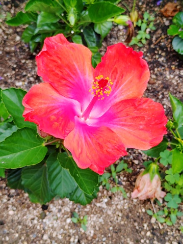 Hibiscus rosa-sinensis