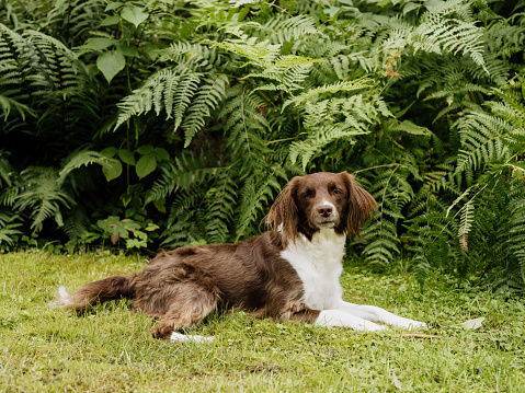 cute english setter baby dog on white background, isolated inside shots