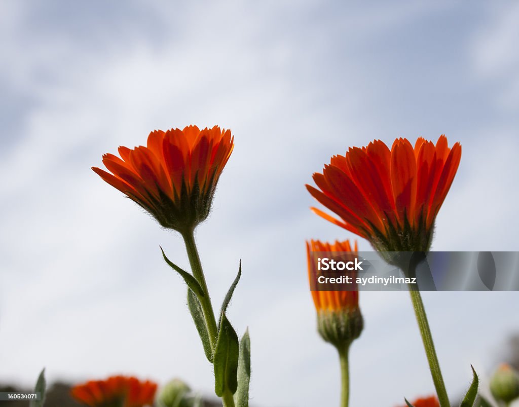 flores rojas - Foto de stock de Aire libre libre de derechos