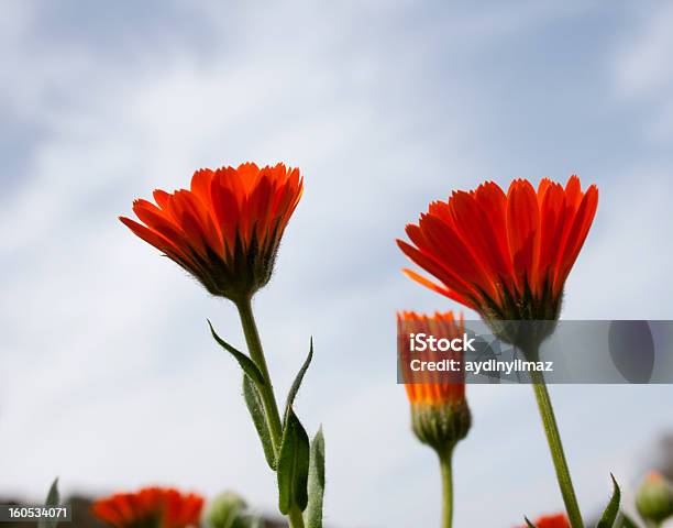 Flores Rojas Foto de stock y más banco de imágenes de Aire libre - Aire libre, Amarillo - Color, Azul