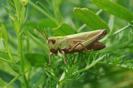 A closeup of a European green grasshopper, Omocestus viridulus, sitting on a plant