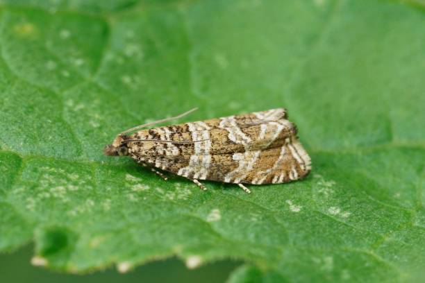 istock Closeup of a silver-striped marble tortrix moth (Celypha rivulana) sitting on a green leaf 1605341904