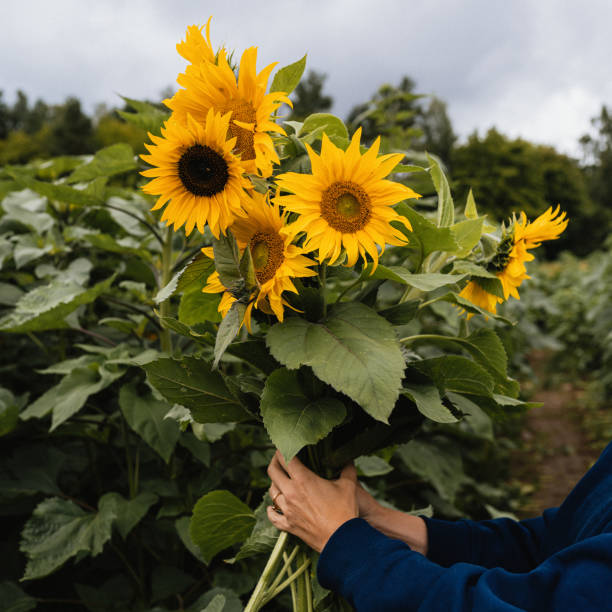 istock Woman with sunflowers in her hand summer field picking 1605347214