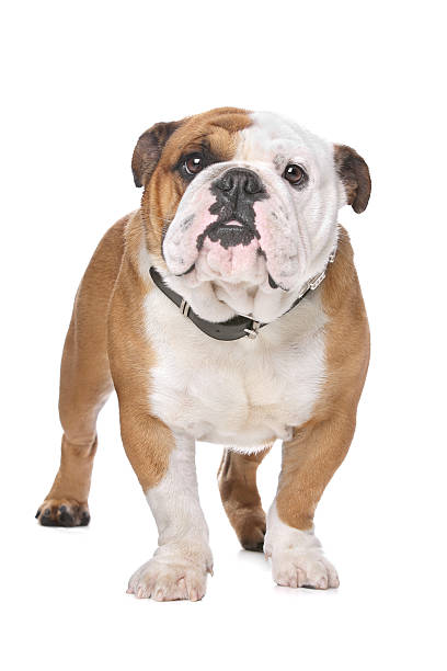 istock English Bulldog 160535044
