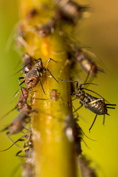 aphids - foto stock