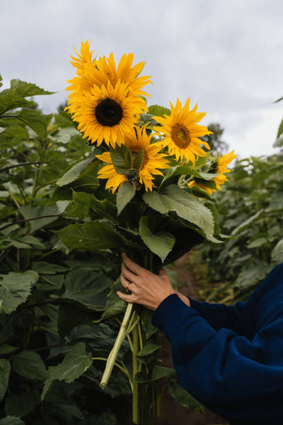 istock Woman with sunflowers in her hand summer field picking 1605353849