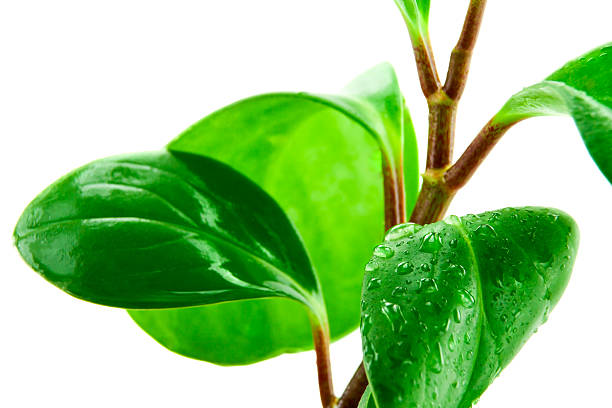 istock Branch leaves with water drops isolated 160535419
