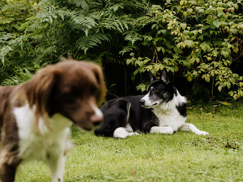 two cute dogsoutside in garden\nMixed breed dogs