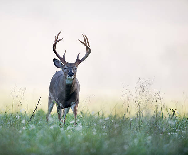 istock White-tailed deer buck in foggy meadow 160535699