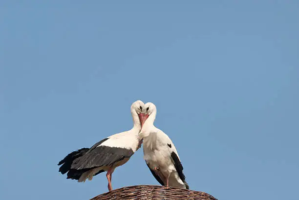 White stork couple in a new nest.