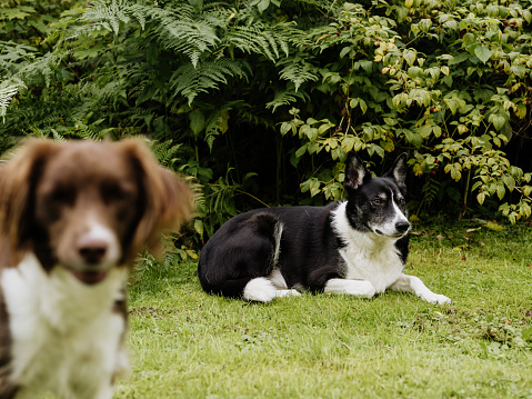 Two dogs in park on green grass sit and pose. Brown Australian and black red German Shepherd are best friends. Pets on walk in summer with their tongues sticking out.