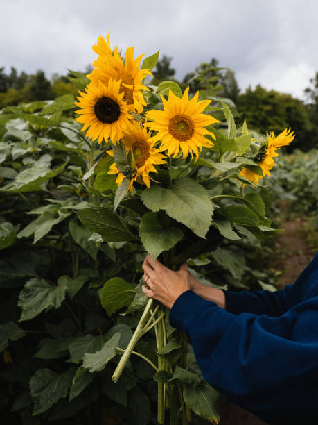 istock Woman with sunflowers in her hand summer field picking 1605362292