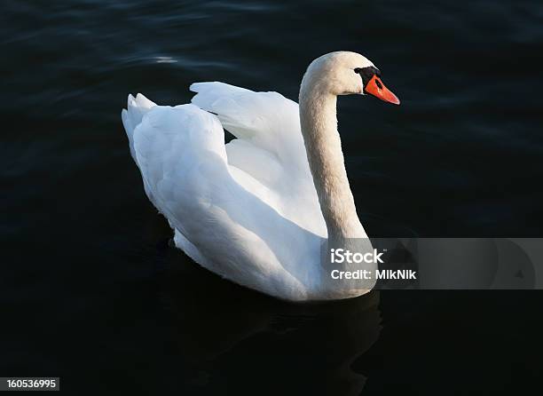 Cisnes Brancos Na Água Escura - Fotografias de stock e mais imagens de Adulto - Adulto, Animal, Animal selvagem