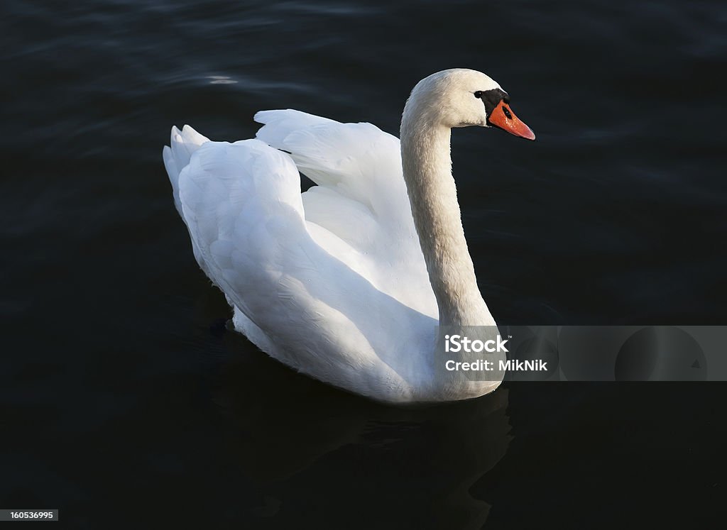 Белый лебедь на Темная вода - Стоковые фото Белый роялти-фри