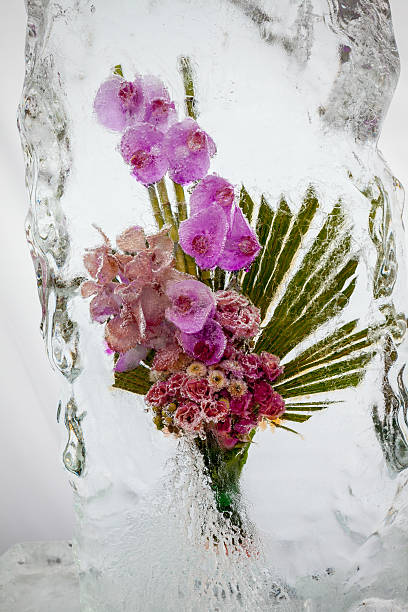 istock beautiful flowers with ice 160537035