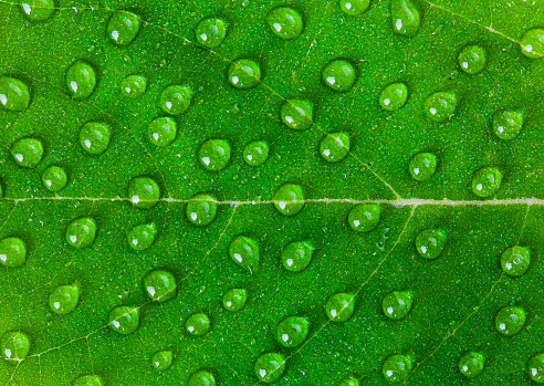 Water droplets on green leaf