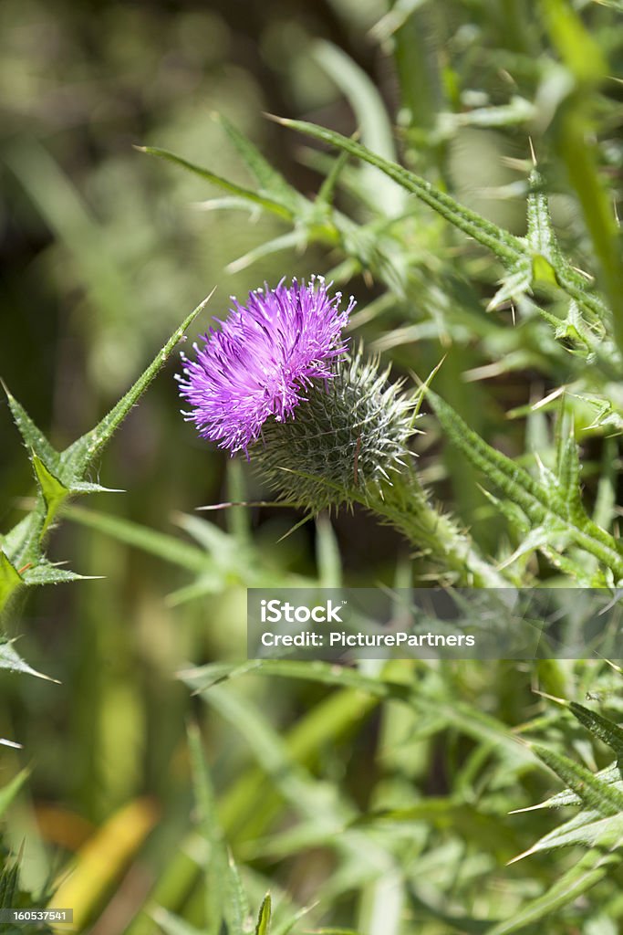 Florescendo lança o thistle - Foto de stock de Cardo royalty-free