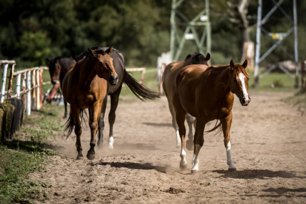 istock beautiful horses in a stud farm 1605376292