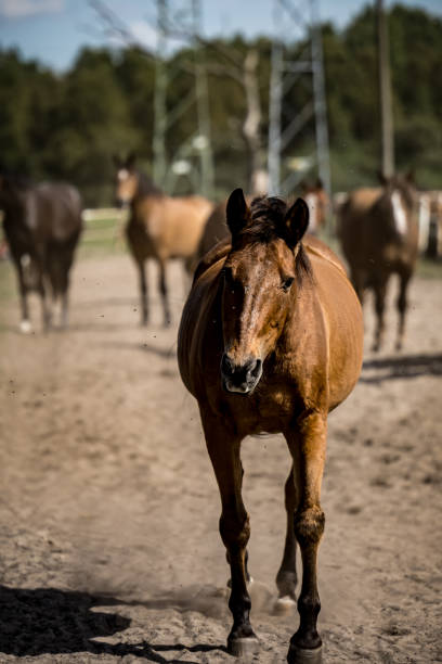 istock beautiful horses in a stud farm 1605376299