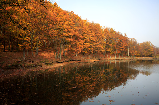 Autumn forest landscape with colorful leaves by the lake