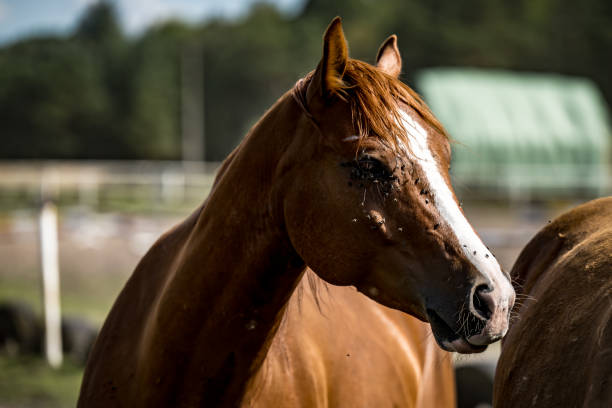istock beautiful horses in a stud farm 1605376849