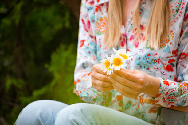 Daisies, Matricaria Chamomilla in hand, beautiful summer landscape, blossoming camellias natural green background, environmental protection, rejuvenating power nature, seasonal power nature