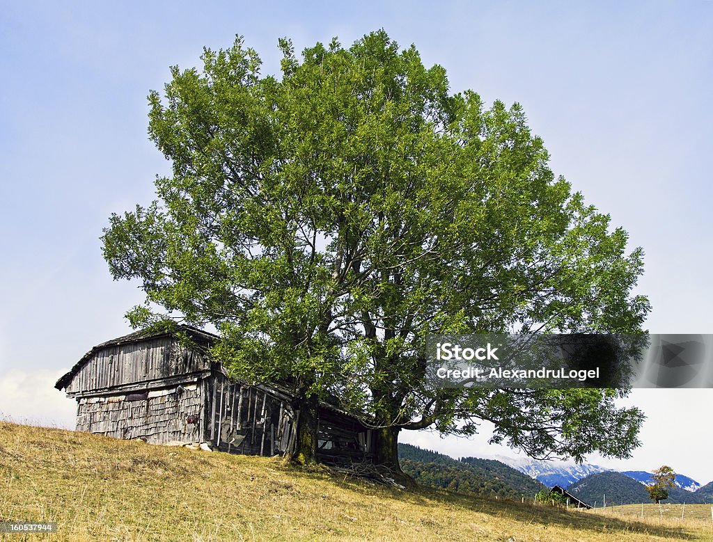 포기됨 늙음 하우스는 Carpathians - 로열티 프리 경관 스톡 사진