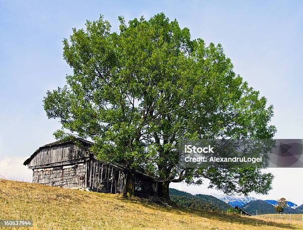 포기됨 늙음 하우스는 Carpathians 경관에 대한 스톡 사진 및 기타 이미지 - 경관, 계절, 고독-개념