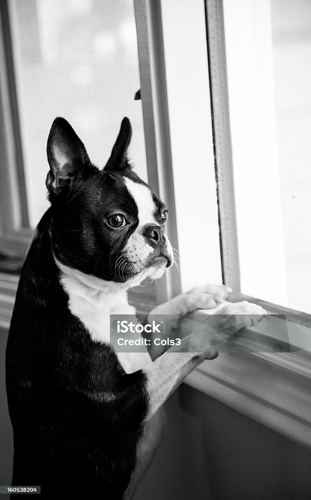 Curiosity A young Boston Terrier looks out a bay window to the outside world. Animal Stock Photo