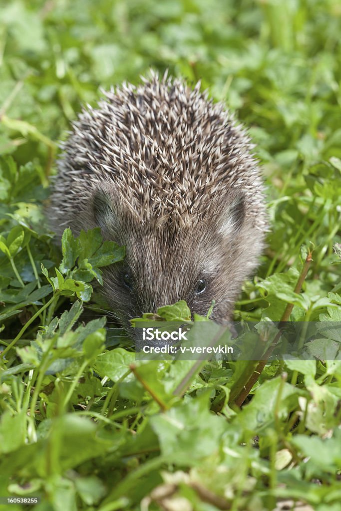 Hérisson en petit comité à un nain rampant herbe - Photo de Animaux de compagnie libre de droits