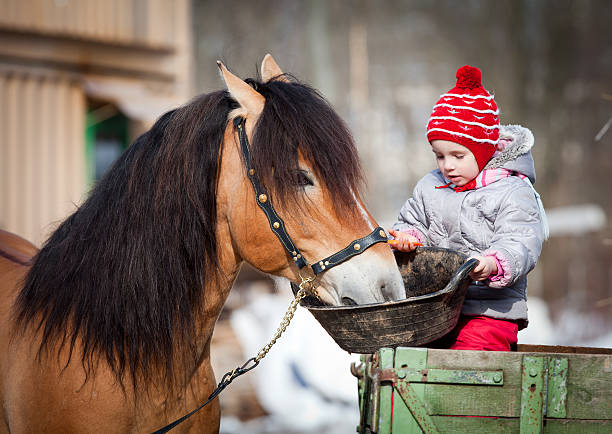 alimentar a un niño a caballo en invierno - horse child animal feeding fotografías e imágenes de stock