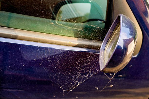 istock Beautiful large spider web in the sunlight on a passenger car mirror 1605386004