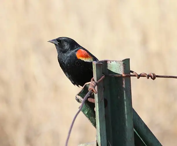 Male red-winged blackbird's territorial display.