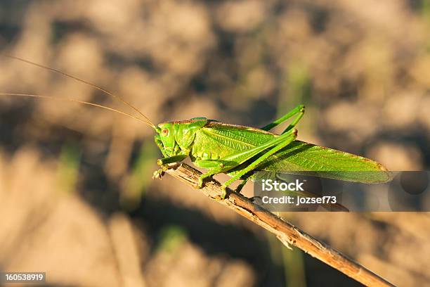 Foto de Gafanhoto Verde e mais fotos de stock de Animal - Animal, Animal selvagem, Antena - Parte do corpo animal