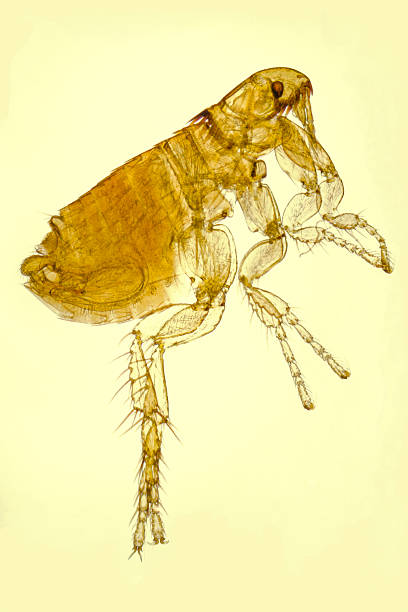 cat flea, Ctenocephalides felis, micrograph Photomicrorgraph of cat flea, Ctenocephalides felis, showing genal and pronotal combs that distinguish it from other fleas. Permanent slide mount prepared by photographer. 2.5X objective, combination transmitted brightfield illumination and oblique reflected illumination. cat flea stock pictures, royalty-free photos & images