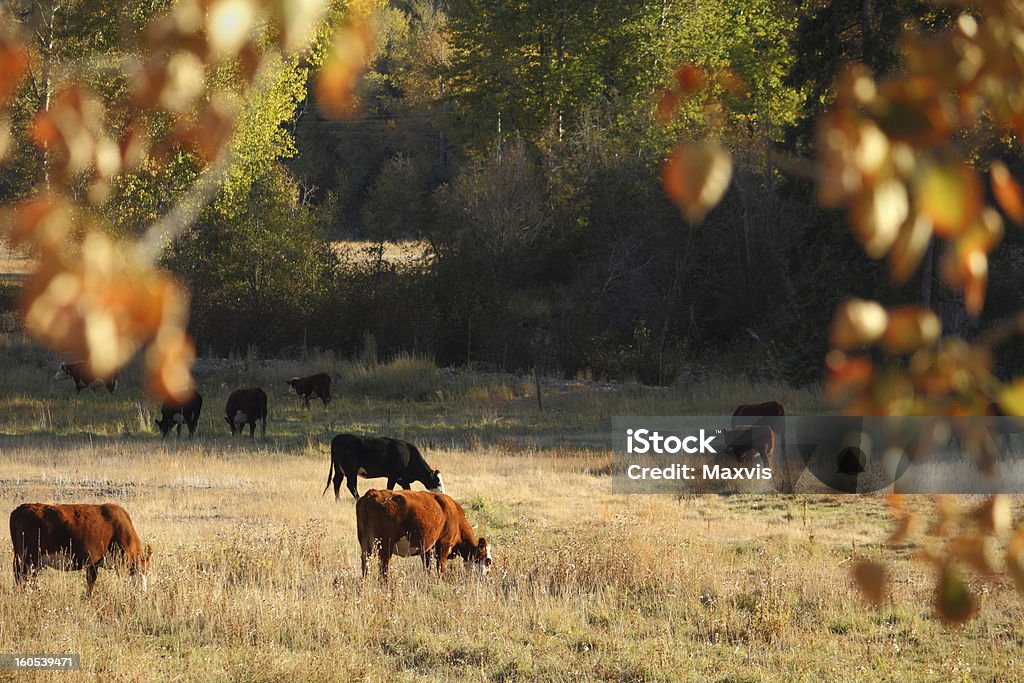 Gado Grazing, Merritt, Colúmbia Britânica - Foto de stock de Colúmbia Britânica royalty-free