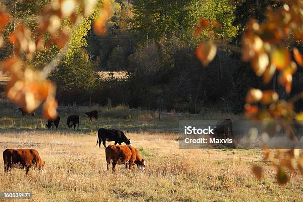 Foto de Gado Grazing Merritt Colúmbia Britânica e mais fotos de stock de Colúmbia Britânica - Colúmbia Britânica, Merritt, Gado