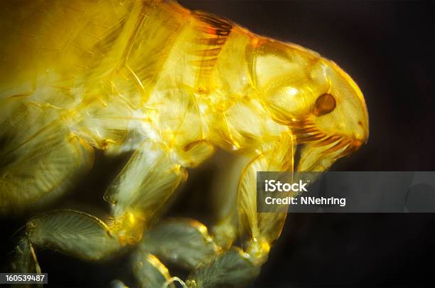 Cat Flea Ctenocephalides Felis Micrograph Stock Photo - Download Image Now - Cat Flea, Flea - Insect, Scientific Micrograph