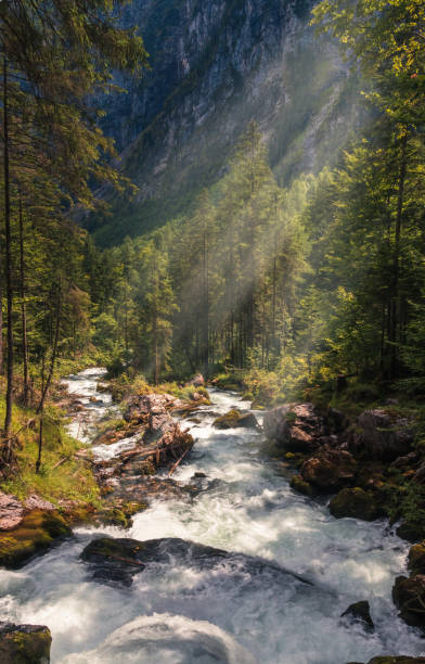 朝の霧と太陽光線に石と木がある素敵な小さな川。オーストリアアルプス山 - 4758 ストックフォトと画像