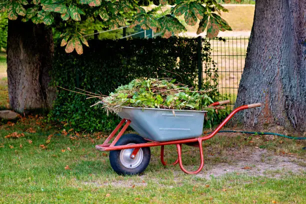 Photo of New metal wheelbarrow full of fall leaves in the backyard garden