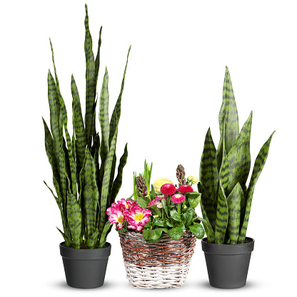 sansevieria Long-leaved tree with tiger stripes in a pot cut out isolated white background with clipping path