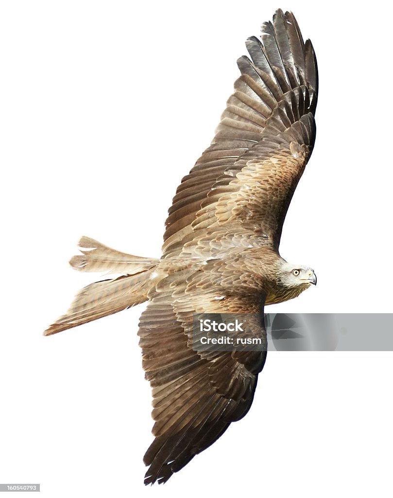 Faucon voler sur fond blanc - Photo de Falconidés libre de droits