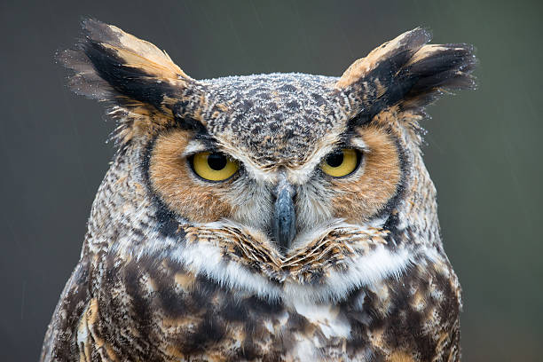 Great Horned Owl portrait