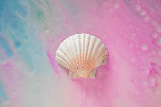 istock Big white seashell on colorful blue and pink paint background 1605416555
