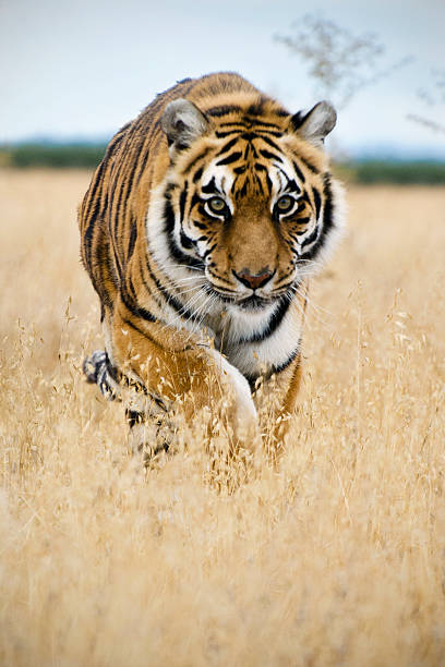 istock tiger, Panthera tigris, walking in dry grass 160541678