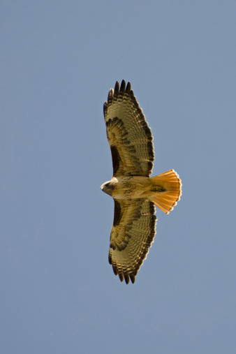 Backlit red-tailed hawk, Buteo jamaicensis, showing red tail. California, USA.